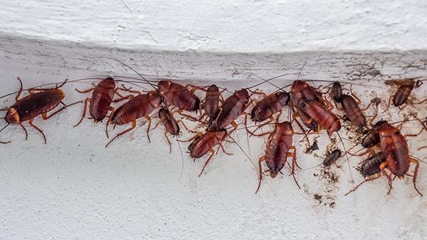 cockroach-control