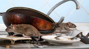 rodent-pests-control